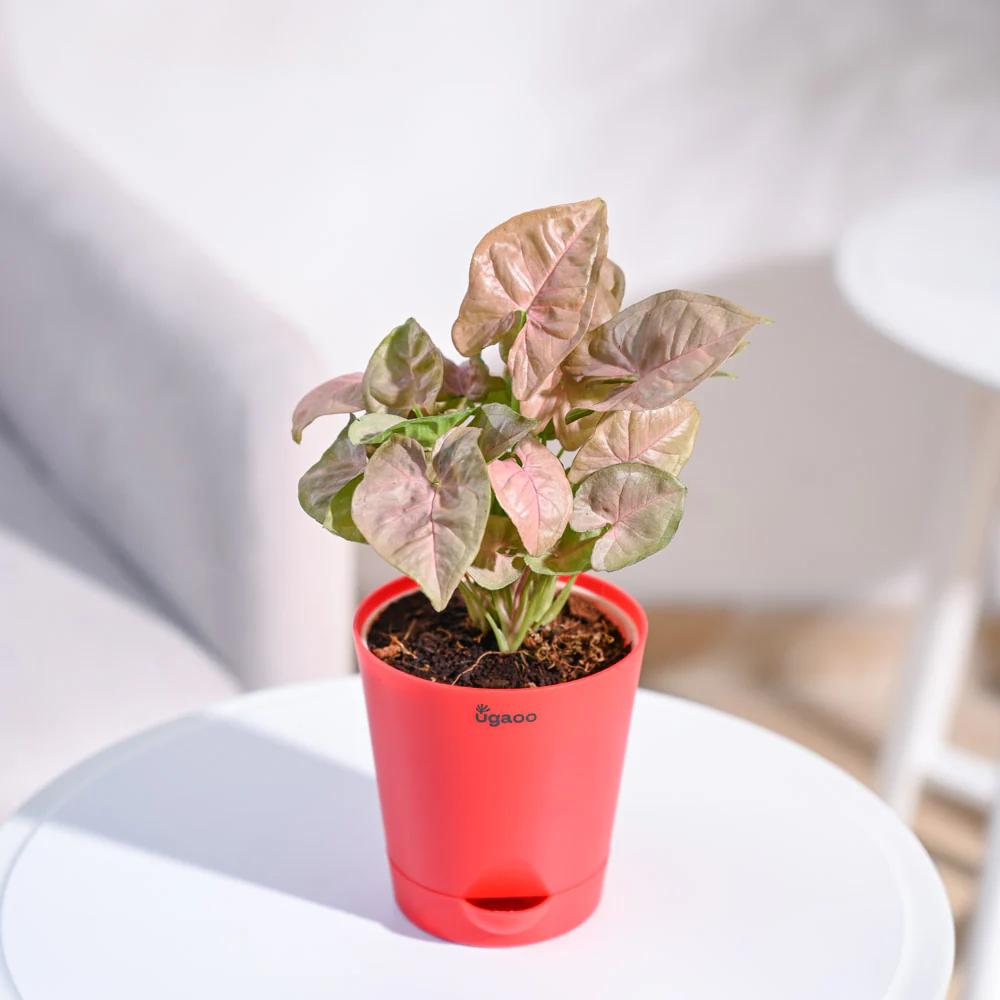 Product image 75