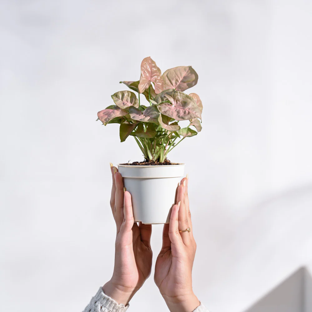 Product image 96