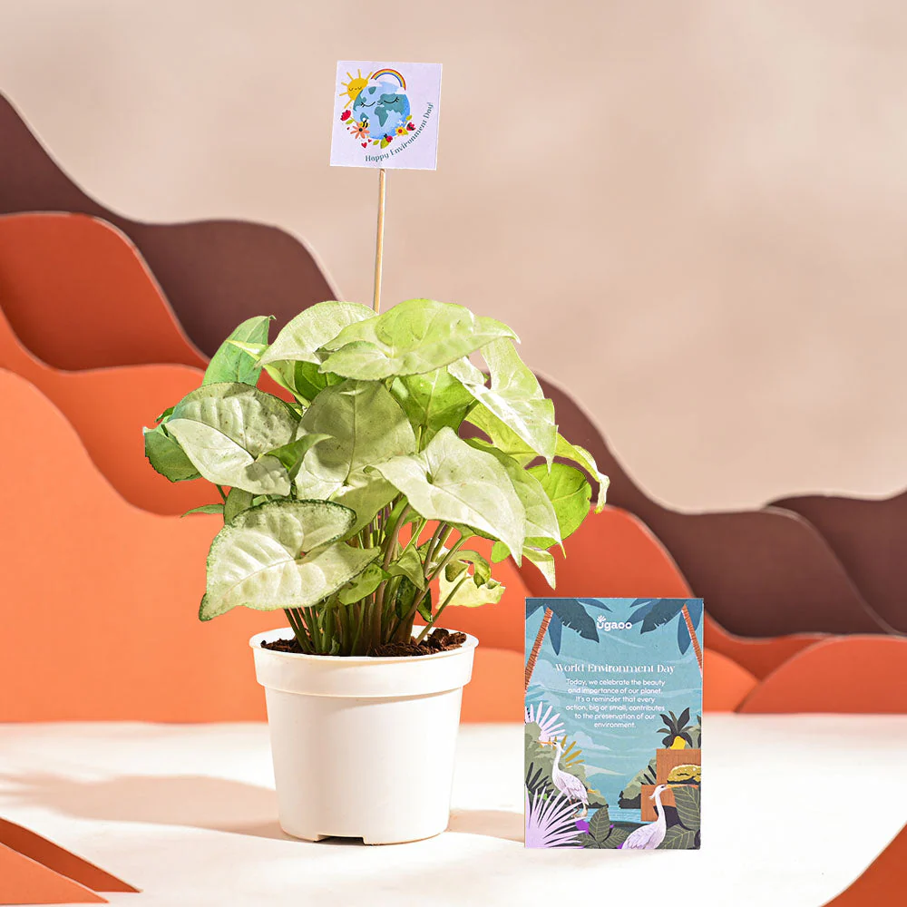 Product image 62